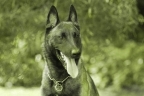 Guard Dog Service 美國引入超級警犬血统 Malinois 瑪利諾